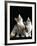 Domestic Cat, Two 8-Week Tabby Tortoiseshell and White Kittens-Jane Burton-Framed Photographic Print