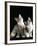 Domestic Cat, Two 8-Week Tabby Tortoiseshell and White Kittens-Jane Burton-Framed Photographic Print