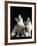 Domestic Cat, Two 8-Week Tabby Tortoiseshell and White Kittens-Jane Burton-Framed Photographic Print