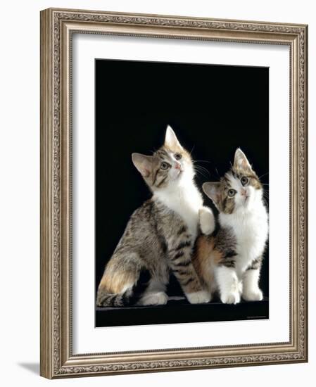 Domestic Cat, Two 8-Week Tabby Tortoiseshell and White Kittens-Jane Burton-Framed Photographic Print