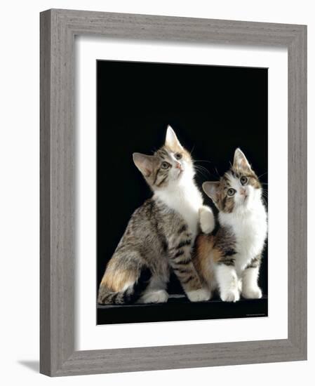 Domestic Cat, Two 8-Week Tabby Tortoiseshell and White Kittens-Jane Burton-Framed Photographic Print