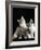 Domestic Cat, Two 8-Week Tabby Tortoiseshell and White Kittens-Jane Burton-Framed Photographic Print