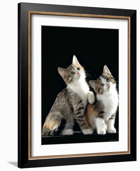 Domestic Cat, Two 8-Week Tabby Tortoiseshell and White Kittens-Jane Burton-Framed Photographic Print