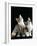 Domestic Cat, Two 8-Week Tabby Tortoiseshell and White Kittens-Jane Burton-Framed Photographic Print