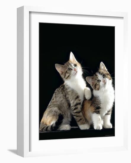 Domestic Cat, Two 8-Week Tabby Tortoiseshell and White Kittens-Jane Burton-Framed Photographic Print