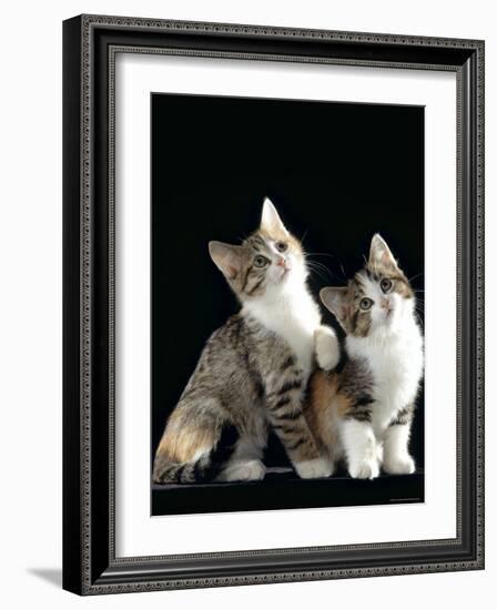 Domestic Cat, Two 8-Week Tabby Tortoiseshell and White Kittens-Jane Burton-Framed Photographic Print