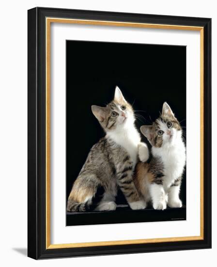 Domestic Cat, Two 8-Week Tabby Tortoiseshell and White Kittens-Jane Burton-Framed Photographic Print