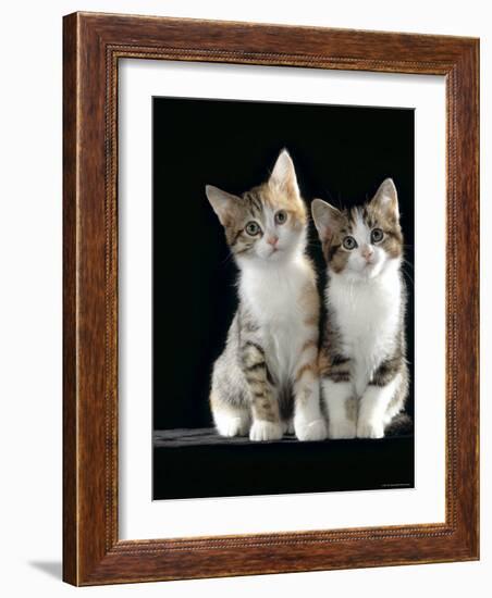 Domestic Cat, Two 8-Week Tabby Tortoiseshell and White Kittens-Jane Burton-Framed Photographic Print