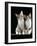 Domestic Cat, Two 8-Week Tabby Tortoiseshell and White Kittens-Jane Burton-Framed Photographic Print