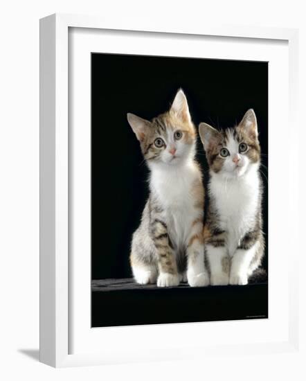 Domestic Cat, Two 8-Week Tabby Tortoiseshell and White Kittens-Jane Burton-Framed Photographic Print