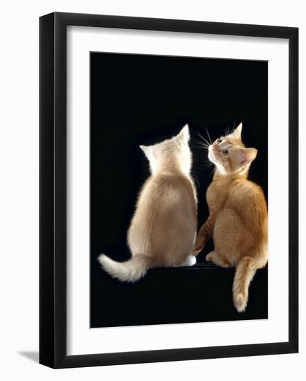 Domestic Cat, Two 9-Week Kittens, One Cream One Ginger-Jane Burton-Framed Photographic Print