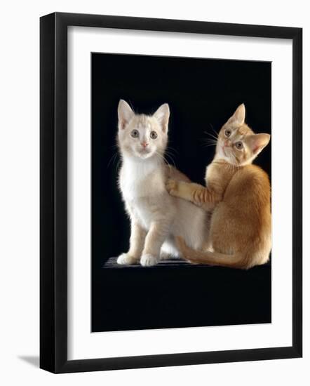 Domestic Cat, Two 9-Week Kittens, One Cream One Ginger-Jane Burton-Framed Photographic Print