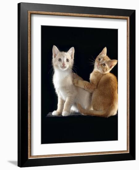 Domestic Cat, Two 9-Week Kittens, One Cream One Ginger-Jane Burton-Framed Photographic Print