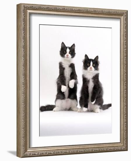 Domestic Cat, Two Black-And-White Fluffy Kittens, Male Siblings-Jane Burton-Framed Photographic Print