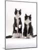 Domestic Cat, Two Black-And-White Fluffy Kittens, Male Siblings-Jane Burton-Mounted Photographic Print