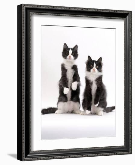 Domestic Cat, Two Black-And-White Fluffy Kittens, Male Siblings-Jane Burton-Framed Photographic Print