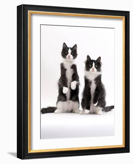 Domestic Cat, Two Black-And-White Fluffy Kittens, Male Siblings-Jane Burton-Framed Photographic Print