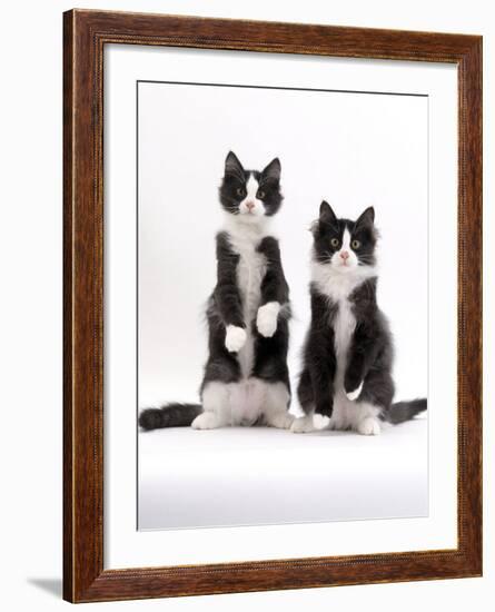 Domestic Cat, Two Black-And-White Fluffy Kittens, Male Siblings-Jane Burton-Framed Photographic Print