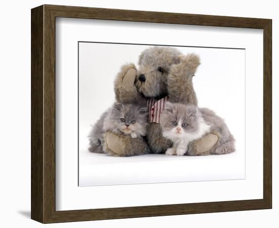 Domestic Cat, Two Blue Persian Kittens with a Brindle Teddy Bear-Jane Burton-Framed Premium Photographic Print