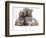 Domestic Cat, Two Blue Persian Kittens with a Brindle Teddy Bear-Jane Burton-Framed Premium Photographic Print