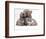 Domestic Cat, Two Blue Persian Kittens with a Brindle Teddy Bear-Jane Burton-Framed Premium Photographic Print