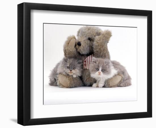 Domestic Cat, Two Blue Persian Kittens with a Brindle Teddy Bear-Jane Burton-Framed Premium Photographic Print