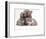 Domestic Cat, Two Blue Persian Kittens with a Brindle Teddy Bear-Jane Burton-Framed Premium Photographic Print