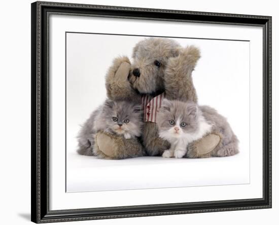 Domestic Cat, Two Blue Persian Kittens with a Brindle Teddy Bear-Jane Burton-Framed Photographic Print