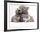 Domestic Cat, Two Blue Persian Kittens with a Brindle Teddy Bear-Jane Burton-Framed Photographic Print