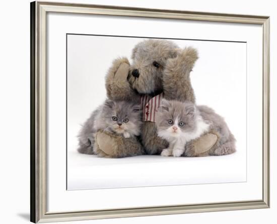 Domestic Cat, Two Blue Persian Kittens with a Brindle Teddy Bear-Jane Burton-Framed Photographic Print