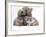 Domestic Cat, Two Blue Persian Kittens with a Brindle Teddy Bear-Jane Burton-Framed Photographic Print