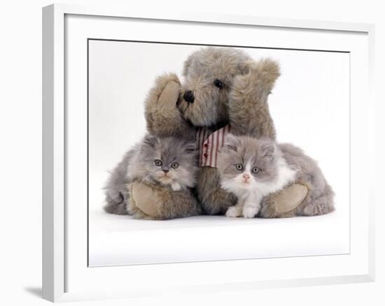 Domestic Cat, Two Blue Persian Kittens with a Brindle Teddy Bear-Jane Burton-Framed Photographic Print