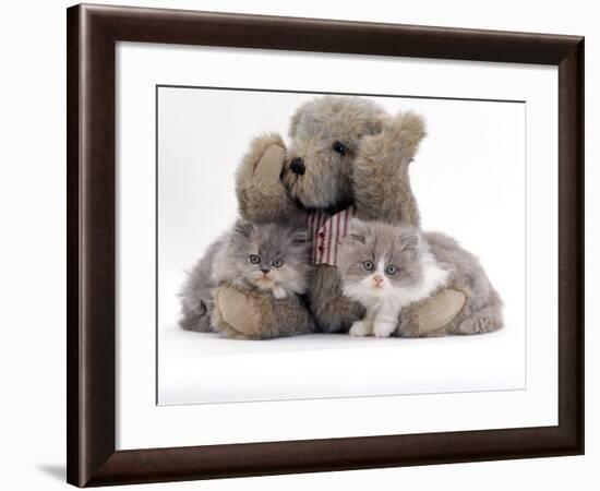 Domestic Cat, Two Blue Persian Kittens with a Brindle Teddy Bear-Jane Burton-Framed Photographic Print