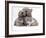 Domestic Cat, Two Blue Persian Kittens with a Brindle Teddy Bear-Jane Burton-Framed Photographic Print