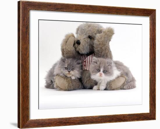 Domestic Cat, Two Blue Persian Kittens with a Brindle Teddy Bear-Jane Burton-Framed Photographic Print