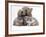 Domestic Cat, Two Blue Persian Kittens with a Brindle Teddy Bear-Jane Burton-Framed Photographic Print