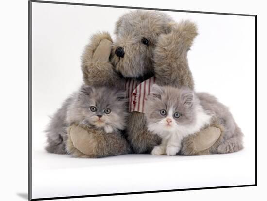 Domestic Cat, Two Blue Persian Kittens with a Brindle Teddy Bear-Jane Burton-Mounted Photographic Print