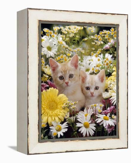 Domestic Cat, Two Cream Kittens Among Dasies and Feverfew-Jane Burton-Framed Premier Image Canvas