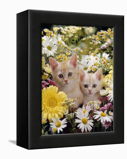 Domestic Cat, Two Cream Kittens Among Dasies and Feverfew-Jane Burton-Framed Premier Image Canvas