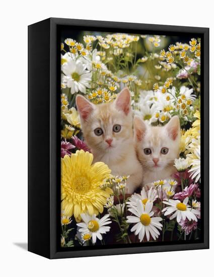 Domestic Cat, Two Cream Kittens Among Dasies and Feverfew-Jane Burton-Framed Premier Image Canvas