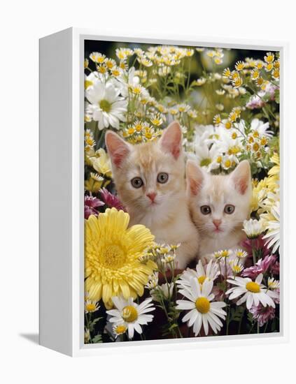 Domestic Cat, Two Cream Kittens Among Dasies and Feverfew-Jane Burton-Framed Premier Image Canvas