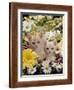 Domestic Cat, Two Cream Kittens Among Dasies and Feverfew-Jane Burton-Framed Photographic Print