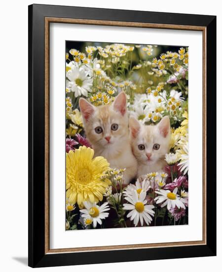 Domestic Cat, Two Cream Kittens Among Dasies and Feverfew-Jane Burton-Framed Photographic Print