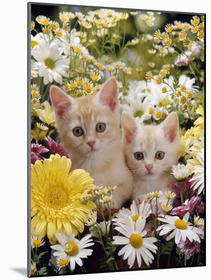 Domestic Cat, Two Cream Kittens Among Dasies and Feverfew-Jane Burton-Mounted Photographic Print