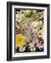 Domestic Cat, Two Cream Kittens Among Dasies and Feverfew-Jane Burton-Framed Photographic Print