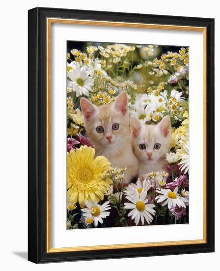 Domestic Cat, Two Cream Kittens Among Dasies and Feverfew-Jane Burton-Framed Photographic Print