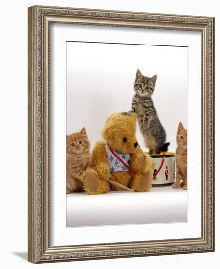 Domestic Cat, Two Ginger Kittens and a Tabby with Ginger Teddy Bear-Jane Burton-Framed Photographic Print