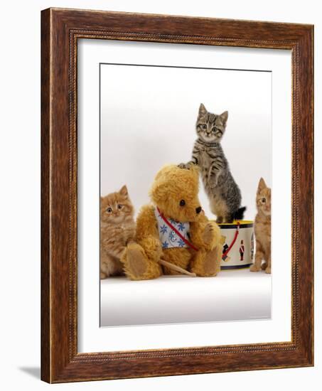 Domestic Cat, Two Ginger Kittens and a Tabby with Ginger Teddy Bear-Jane Burton-Framed Photographic Print