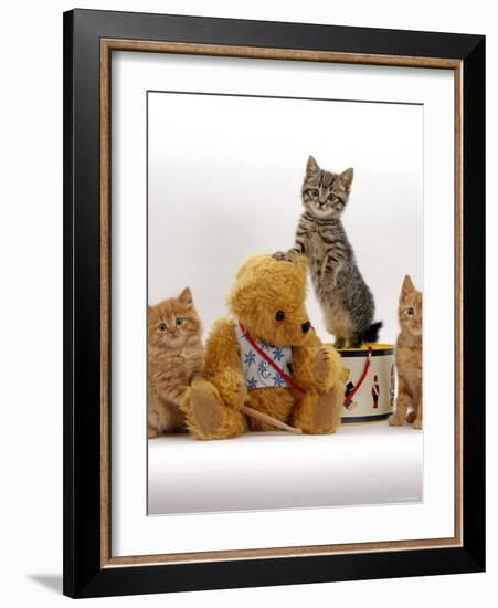 Domestic Cat, Two Ginger Kittens and a Tabby with Ginger Teddy Bear-Jane Burton-Framed Photographic Print