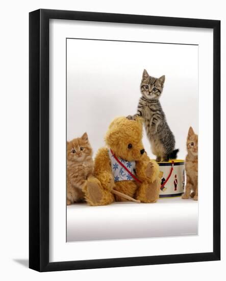 Domestic Cat, Two Ginger Kittens and a Tabby with Ginger Teddy Bear-Jane Burton-Framed Photographic Print